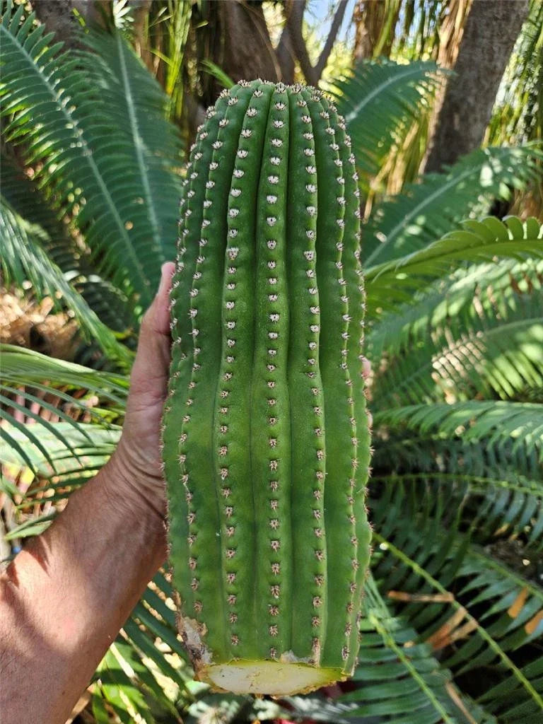 Echinopsis Hybrid Riverside Cutting | Large Unrooted 12x4 Inch | Cactus Plant | Echinopsis spp.