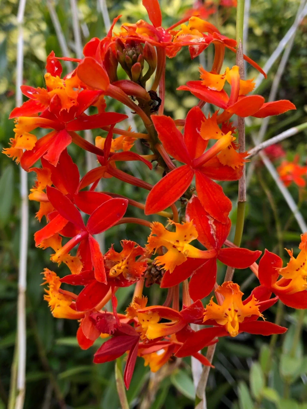 Epidendrum Radicans Orange Orchids - 2 Live Cuttings for Ground or Pot, Tropical Orchid Plant