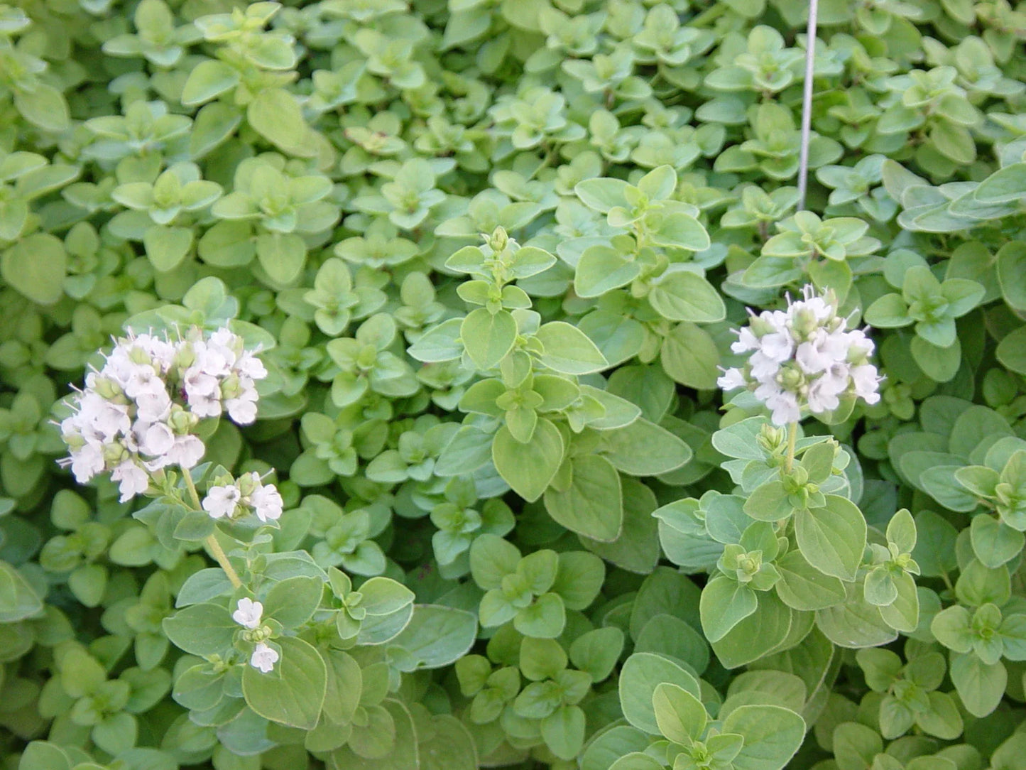Sweet Marjoram Herb Seed Pack | 1000+ Fresh Seeds | Origanum majorana