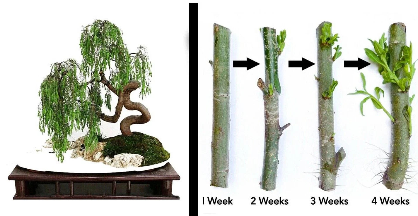 Dragon Bonsai Cutting Starts - Weeping Willow Tree, Thick Trunk, Dwarf Variety - Ideal for Indoor Gardening