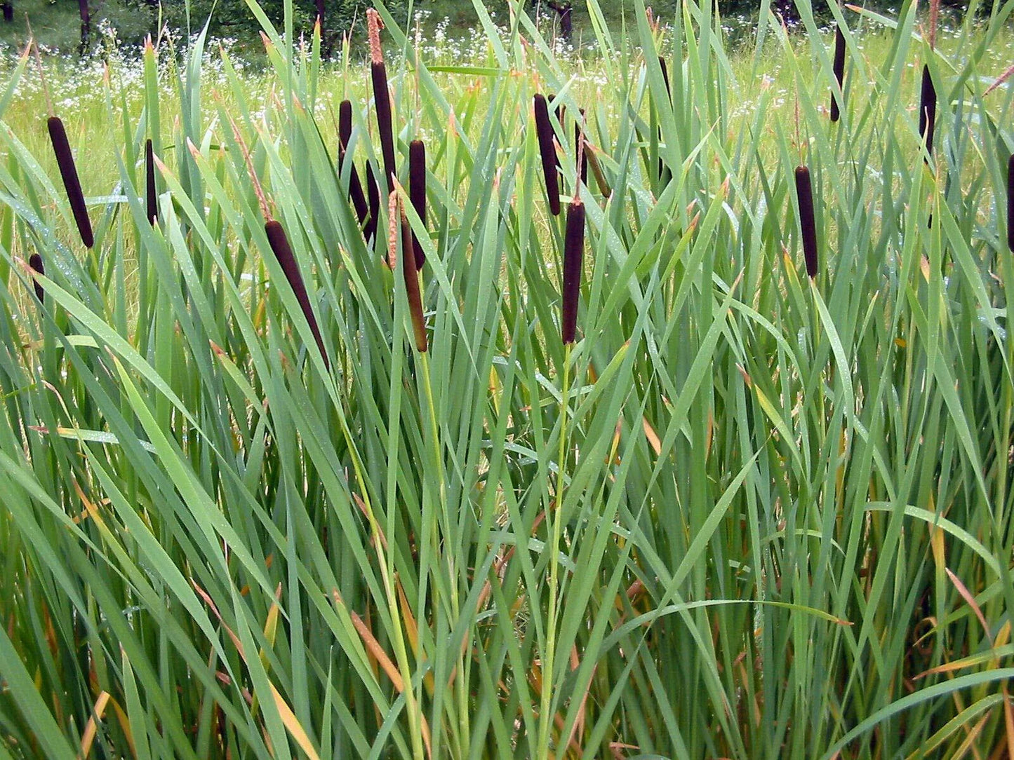 Cattail Seeds - 2000 Count - Fresh Harvest - Typha latifolia - Wildflower Garden Planting