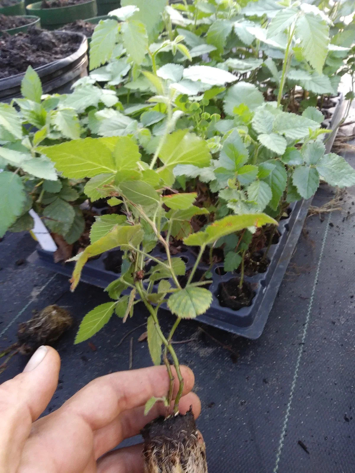 Navaho Thornless Blackberry Live Plant | 1 Starter Plant | Pesticide-Free, Non-GMO | Sweet Fruit, Compact Growth, Easy to Harvest