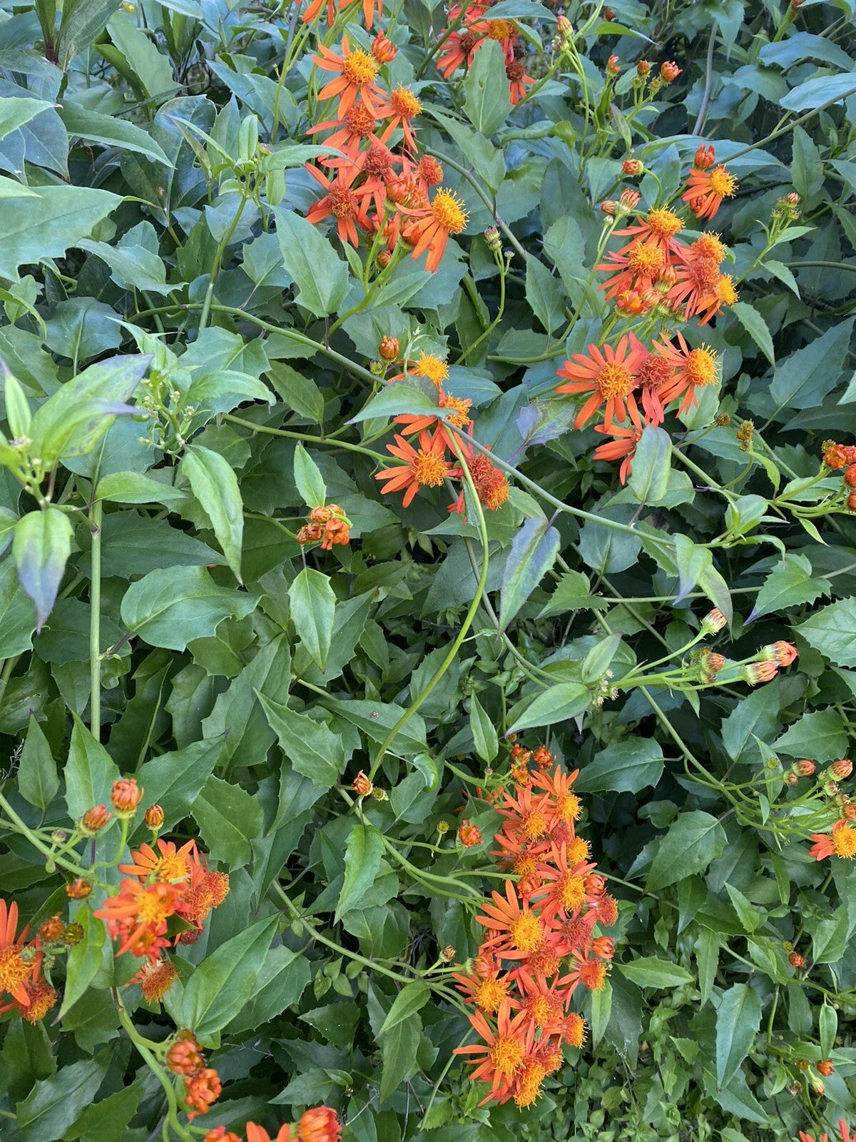 Mexican Flame Vine Cuttings 15 Pieces 5-7 inches Pseudogynoxys Chenopodioides No Roots