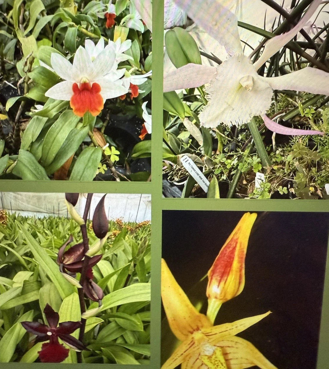 Orchid Plant Seedling 3 Bare Root New Varieties Bulb Stem (Not Perfect) - Perfect for Gardening Enthusiasts