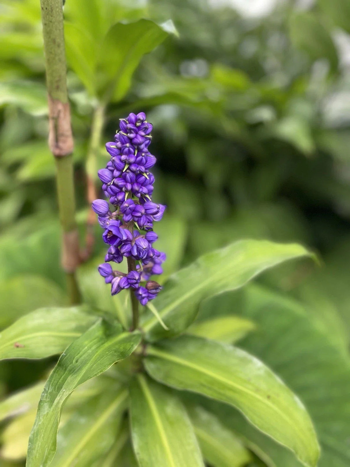 Blue Ginger Plant Cuttings 3 Count - Dichorisandra thyrsiflora - Hawaii Grown Tropical Garden Starter