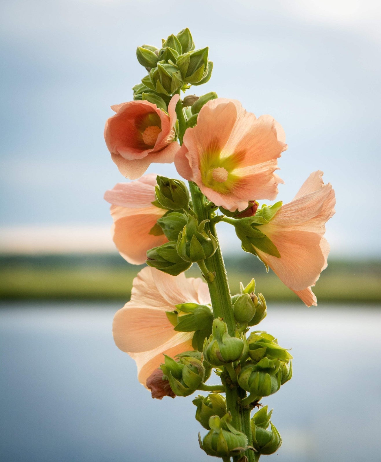 Peach and Brown Hollyhock Alcea Rosea Flower Seeds 25 Count Tall Perennial Blooms