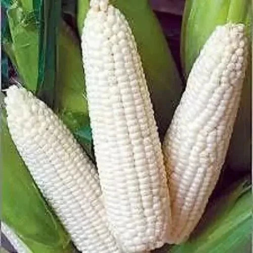 500+ Heirloom White Corn Seeds - Non-GMO, Organic, Fresh - Truckers Favorite Variety