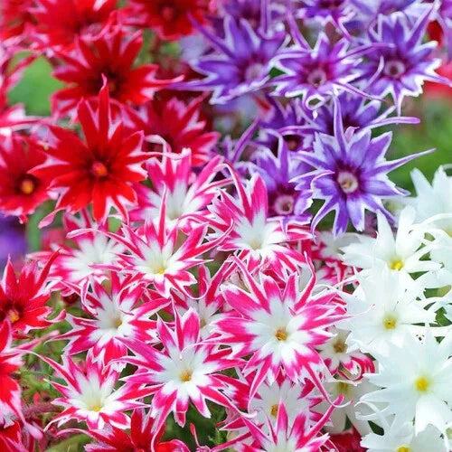 Phlox Seeds - Twinkle Mix Flower Seeds | Vibrant Colors | Garden Planting | Free Shipping | 1237