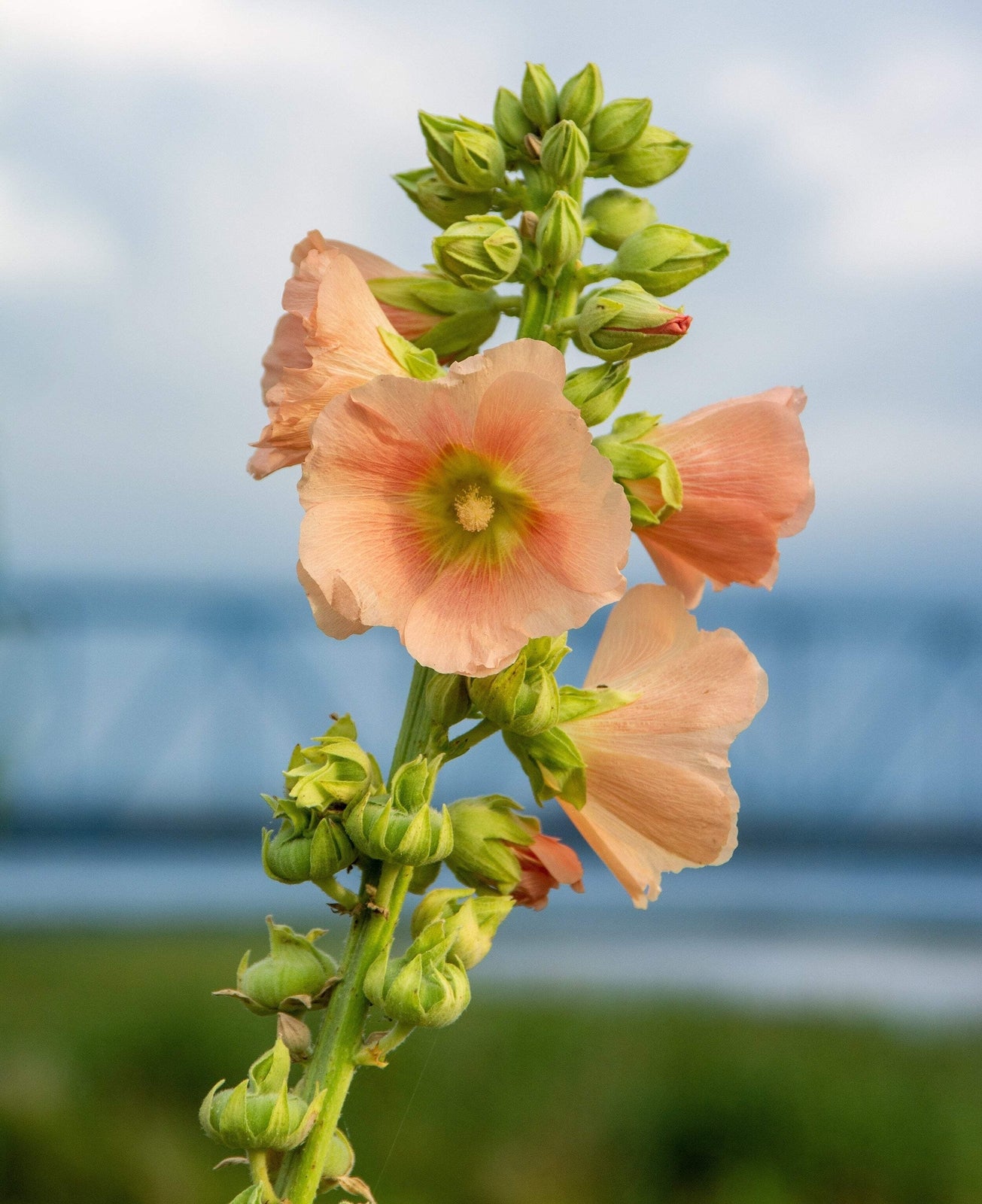 Peach and Brown Hollyhock Alcea Rosea Flower Seeds 25 Count Tall Perennial Blooms