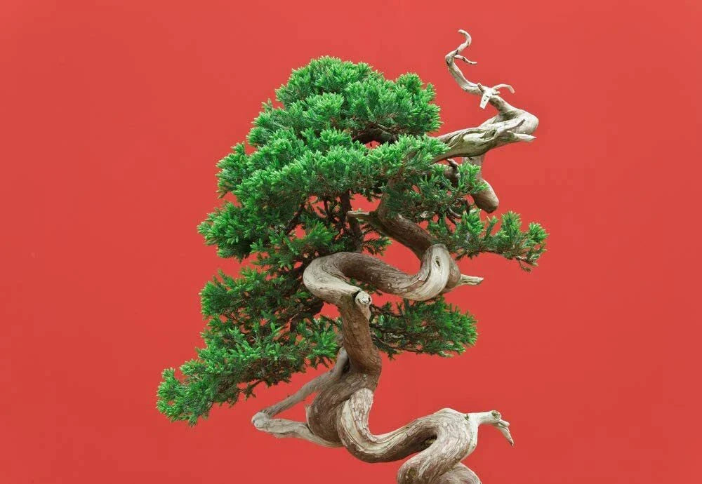 Black Spruce Bonsai Tree Seeds - 20 Pack - Coniferous - Picea mariana - Ideal for Planting and Gardening
