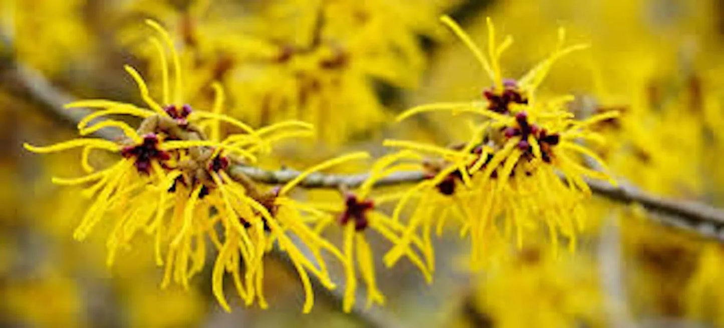 Witch Hazel Shrubs 12-18in Live Plants Bare Root - Hamamelis virginiana - 5 Pack - Deciduous Flowering Bushes for Garden