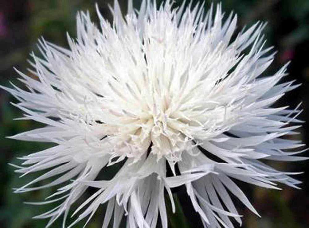 Bachelor Button Seeds - Tall White - 1000 Seeds - Beautiful Bright Blooms - Centaurea cyanus