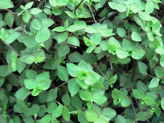 20 Cuttings Dwarf Bolivian Wandering Jew Tradescantia Minima Callisia Repens Indoor Plant Starter