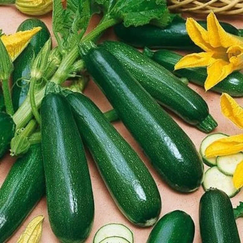 Black Beauty Zucchini Squash Seeds - 25+ Heirloom, Non-GMO, Organic - Cucurbita pepo