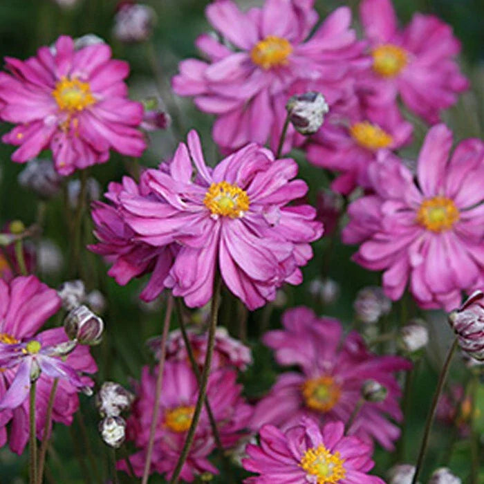 Bare Root Dark Rose Japanese Anemone Plants | 10 Root Stock | Anemone hupehensis