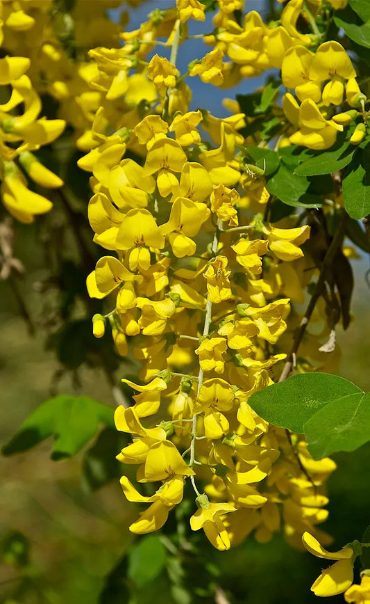 Golden Chain Tree Seeds - 50 Pack, Hardy, Fast Growing, Laburnum anagyroides