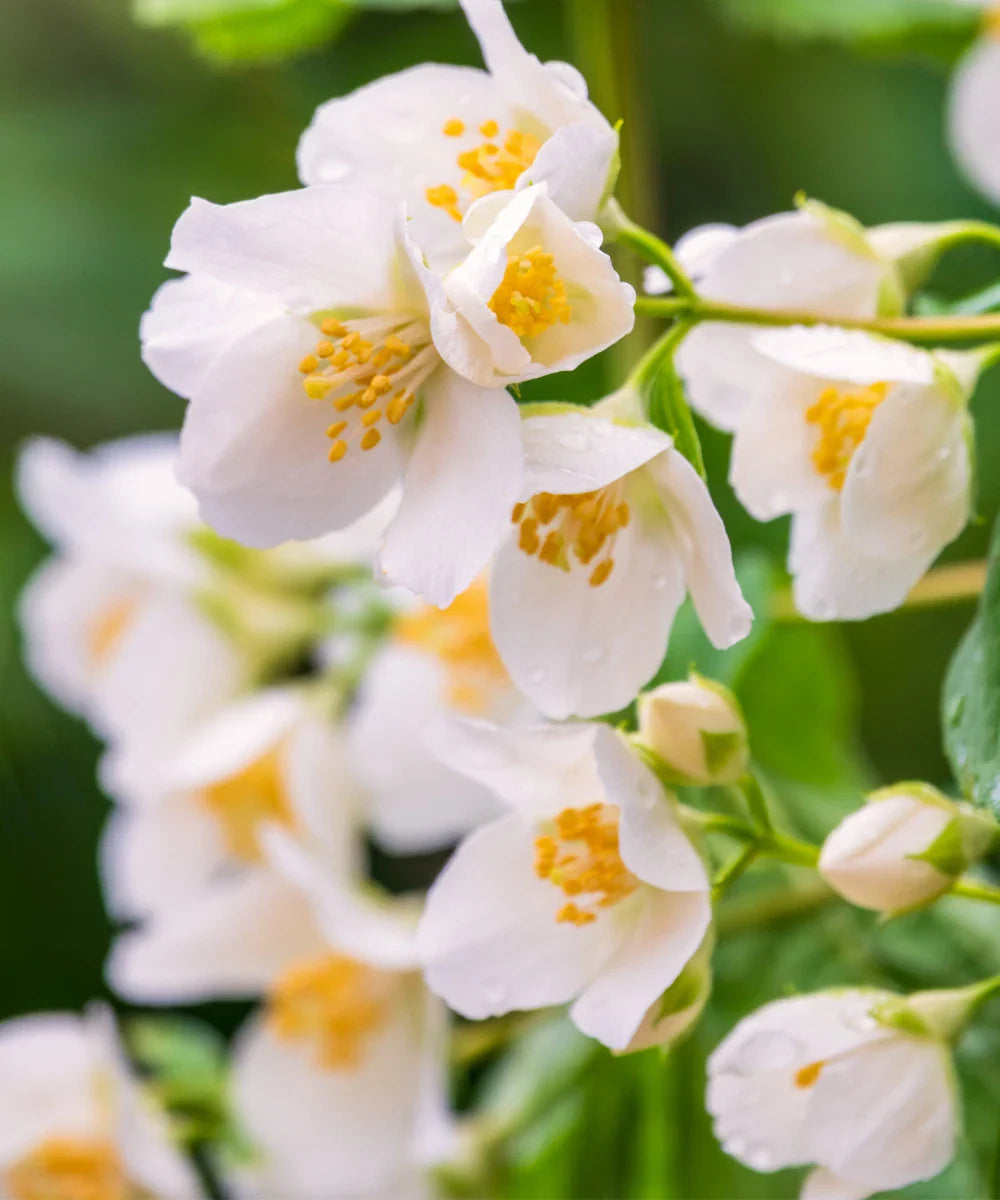 Sweet Mock Orange Cuttings - 10 Fresh Unrooted Cuttings for Rooting - Philadelphus coronarius