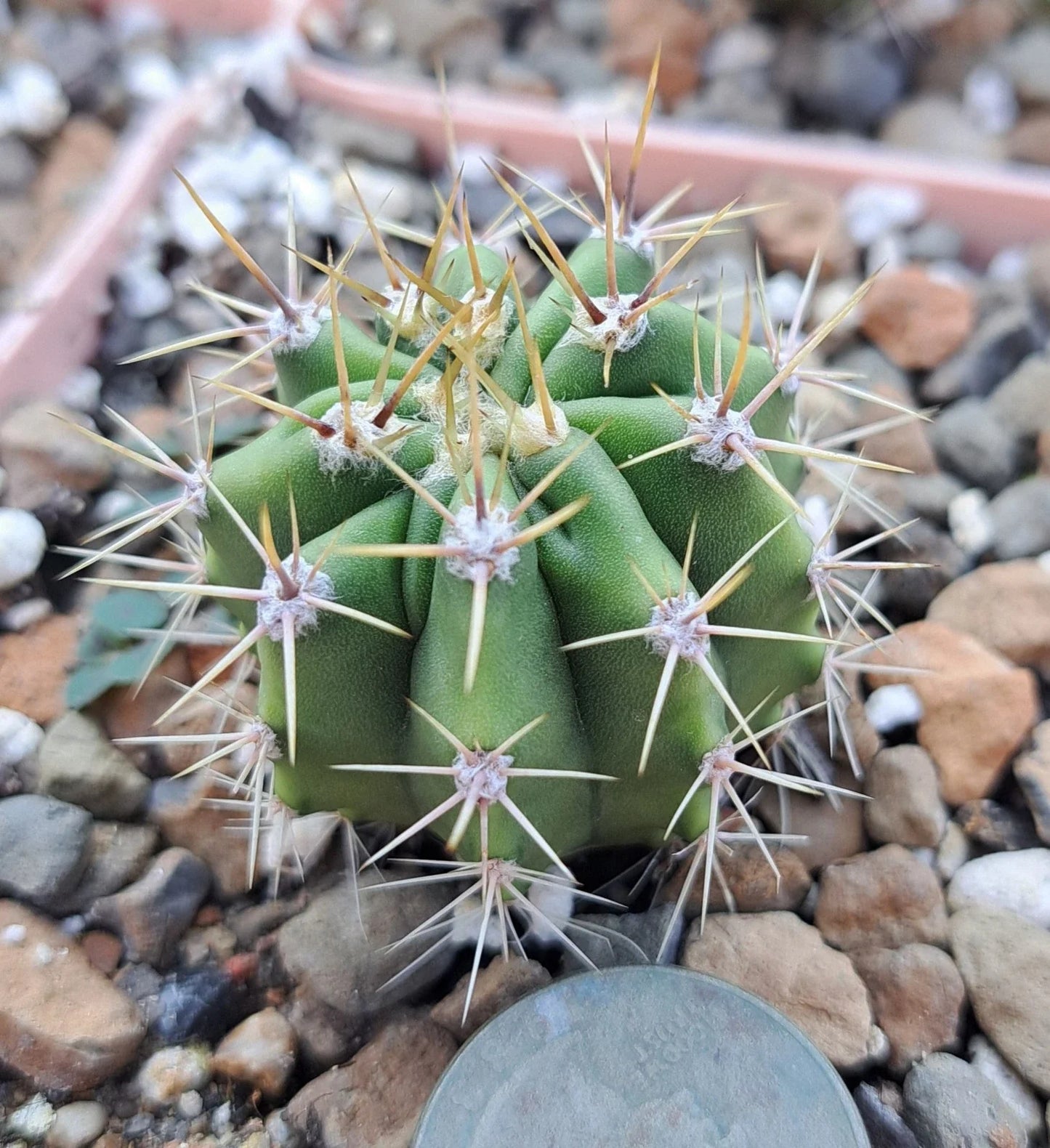 Ferocactus Robustus Bare Root Cactus | Drought-Tolerant Succulent Plant | Ideal for Desert Gardens and Indoor Decor