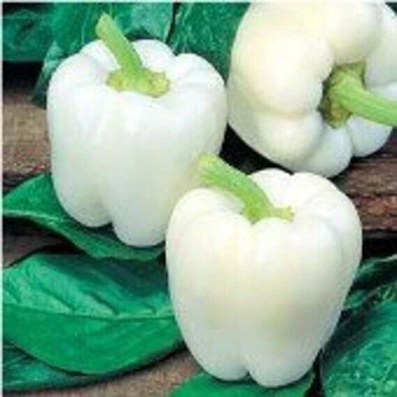 White Bell Pepper Seeds - 30+ Heirloom Organic Non-GMO Fresh - Rare Variety - Capsicum annuum