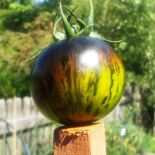 Green Zebra Tomato Seeds - 10+ Heirloom, Non-GMO, Organic - Solanum lycopersicum
