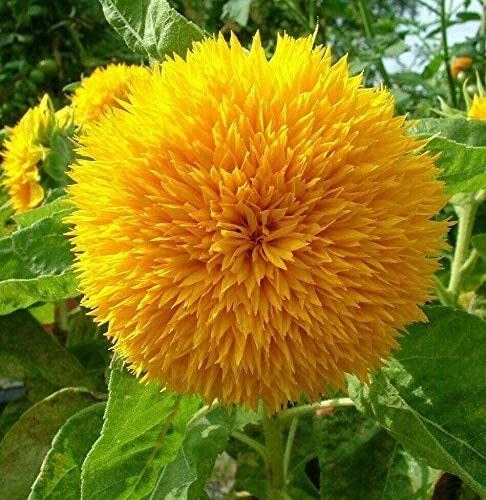 RattleFree Sunflower Seeds 50 Count | Teddy Bear Heirloom Non-GMO | Helianthus annuus