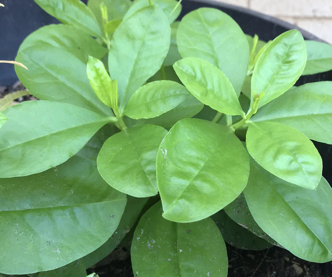 Jewels of Opar Live Plants - Talinum Ginseng Sam Dat - Asian Herbs - 4 Bare Roots