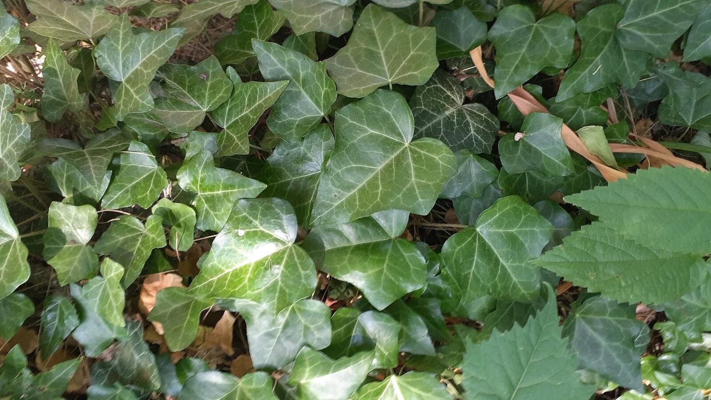 English Ivy Bare Root Cuttings - 10" Strips, Hedera helix - 50 Count for Gardening and Landscaping