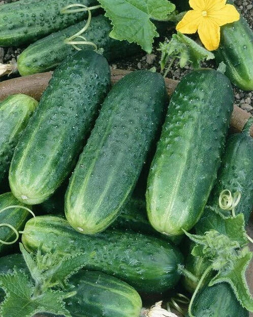 Carolina Cucumber Seeds - Organic Heirloom - Non-GMO - 100+ Seeds - Cucumis sativus