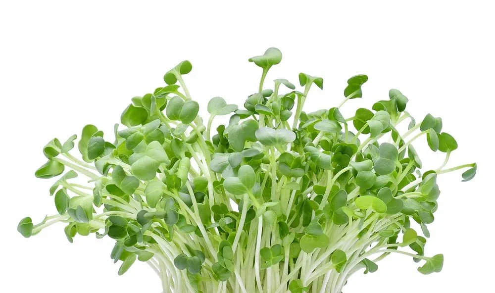 Alfalfa Microgreens Seeds - 250 Seeds - Easy Growing, Nutritious Microgreens - Medicago sativa