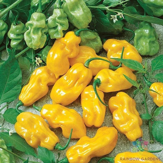 Golden Habanero Hot Pepper Seeds - 25+ Pack for Garden Planting - Capsicum chinense - USA Grown, Free Shipping