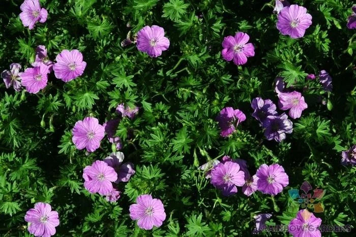 Glenluce Geranium Seeds - 25+ Pack for Garden Planting - Pelargonium × hortorum - USA