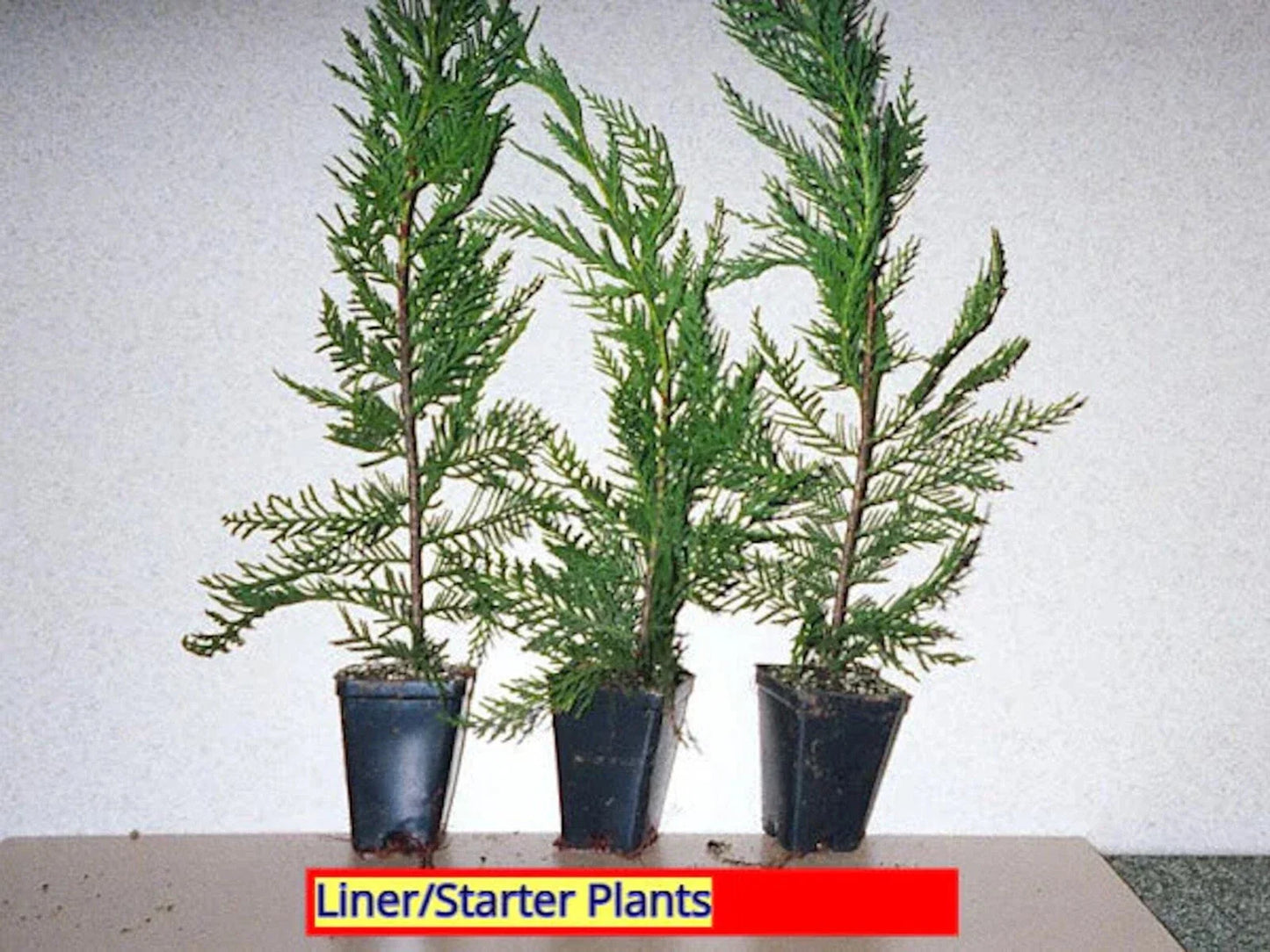 Leyland Cypress Tree Starter Plant - Bare Root Evergreen Hedge - Cupressocyparis leylandii - Fast Growing 20-30 ft - Zones 5-9