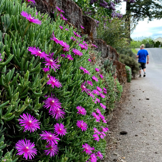20 Ice Plant Seeds - Delosperma Cooperi - Hardy Ground Cover with Daisy Flowers - Easy to Grow Garden Seeds