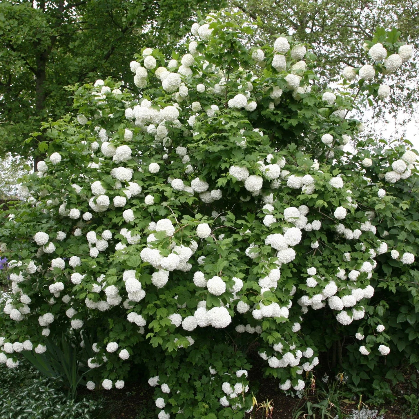 Viburnum opulus Roseum Plugs - 5 Rooted Cuttings - High-Quality Flowering Shrubs for Garden Landscaping