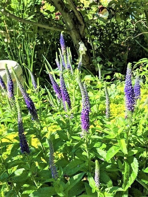 Speedwell Plants - Royal Candles Variety - Veronica Perennial - 10 Pack