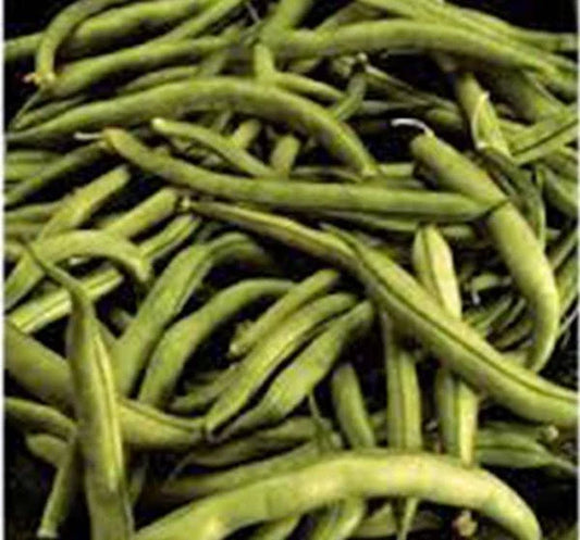 Heirloom Bean Seeds - Commodore Bush Variety, Non-GMO, 50+ Seeds, Green Beans, Organic Gardening