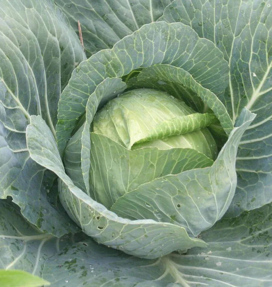Danish Ballhead Cabbage Seeds - Fresh Vegetable Seeds - Brassica oleracea