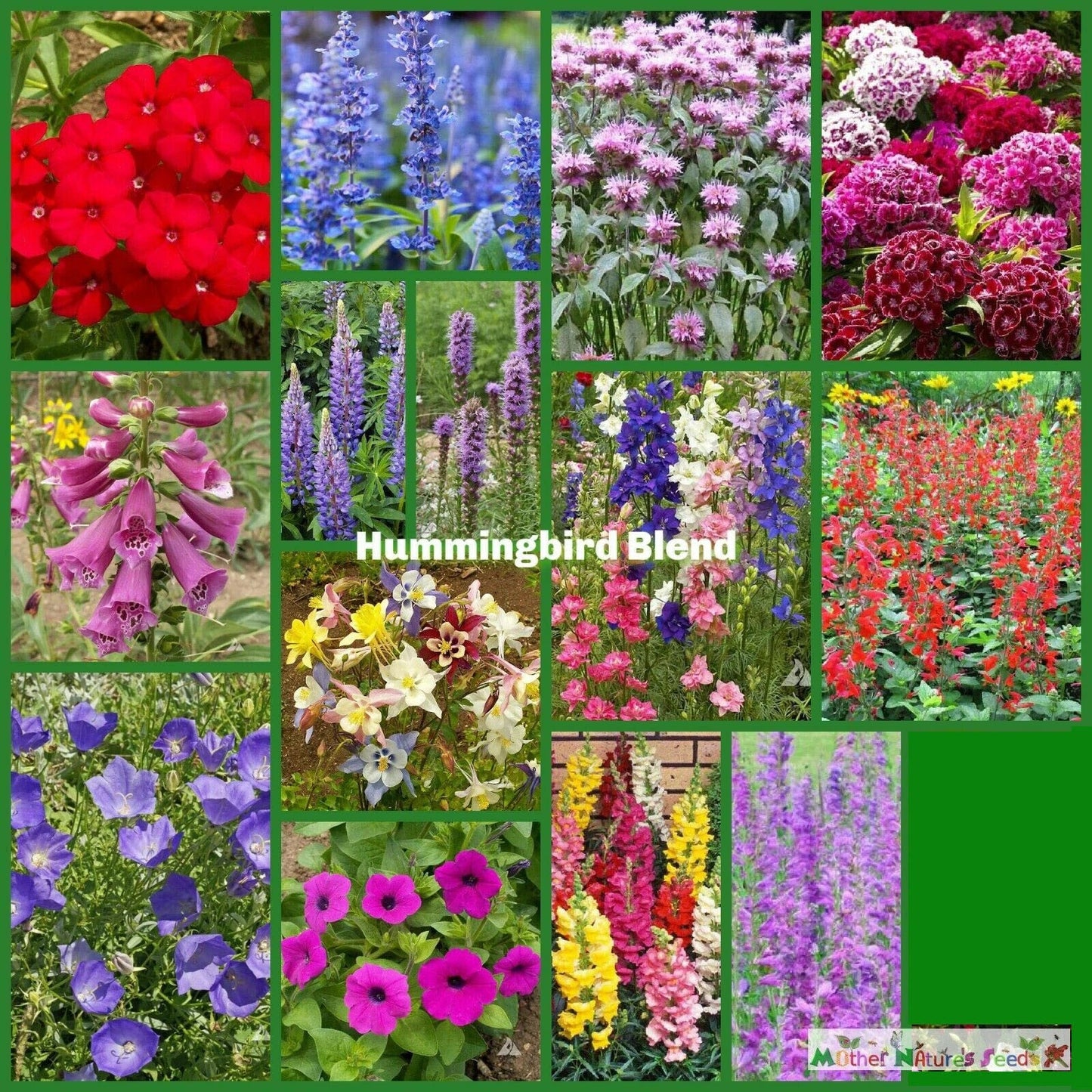 Wildflower Mix 1500 Seeds Hummingbird Blend Nectar Flowers Non-GMO Perennials