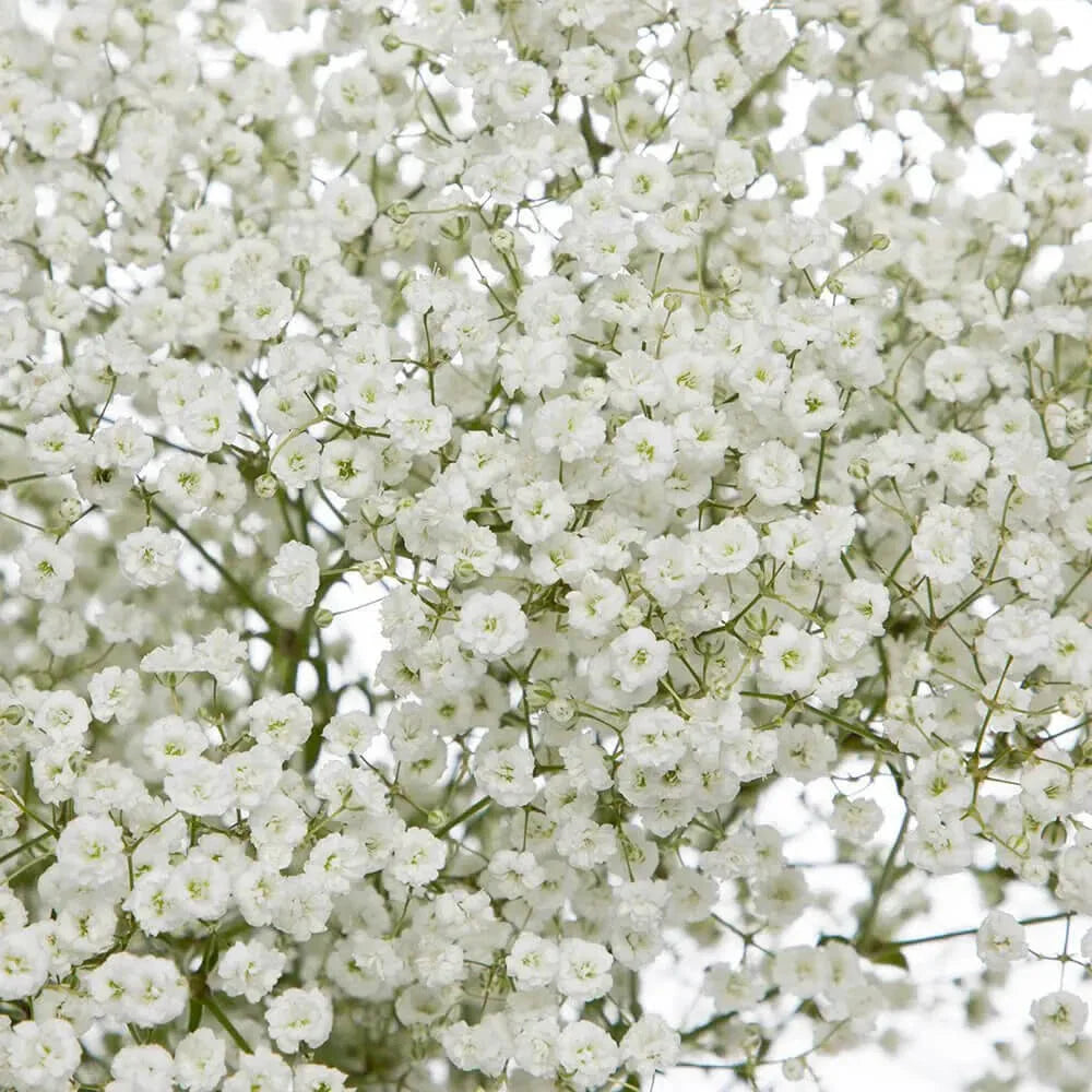 Baby's Breath Seeds | Non-GMO | Gypsophila elegans | Bulk Packet for Gardening & Floral Arrangements