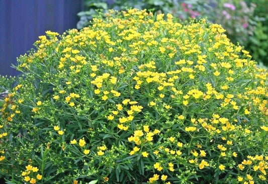 Great St. John's Wort Seeds - 500+ Perennial Wildflower Herb, Medicinal Plant (Hypericum perforatum)