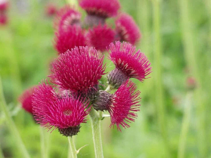 Plume Thistle Seeds - 200+ Count - Native Wildflower for Garden Planting - Cirsium canum