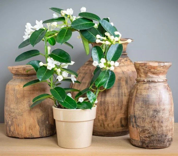 Madagascar Jasmine Starter Plant - Green Leaf Stephanotis - Small Rooted, Fragrant Houseplant - Perfect for Home Decor