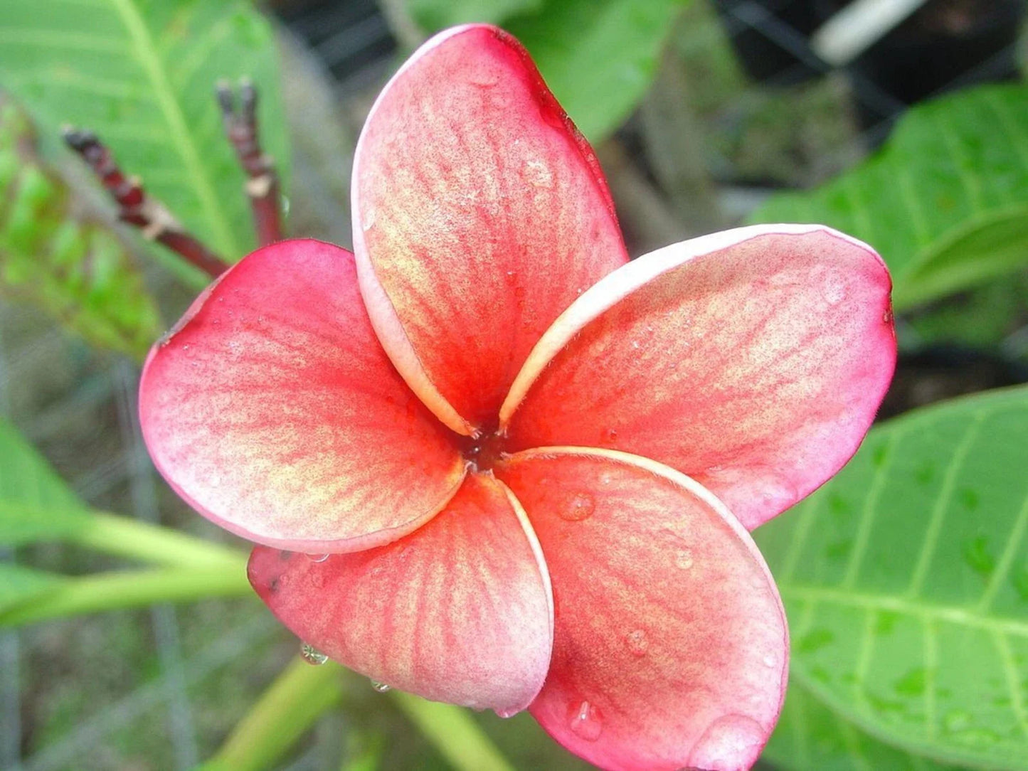 Orange Pink Plumeria Seeds - 5 Pack Hawaiian Flower Lei Plants - Perennial Bloom (Plumeria spp.)