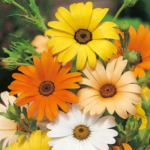 African Daisy Seeds - Heirloom Non-GMO Flower Seeds - Colorful Blooms - Arctotis stoechadifolia