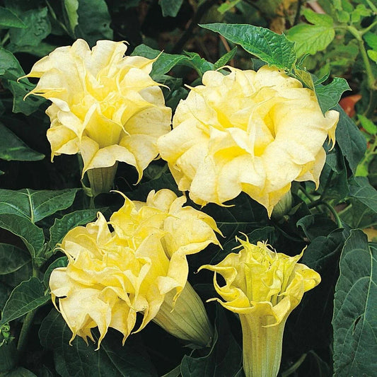 10 DBL Golden Queen Angel Trumpet Seeds - Brugmansia Datura Flowers - USA Grown