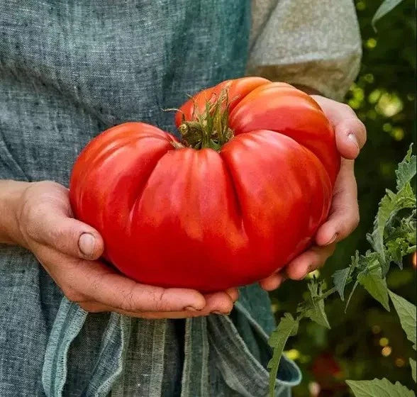 Giant Beefsteak Tomato Seeds - 30+ Heirloom Organic NON-GMO - Fresh Tomato Seeds for Gardening - Solanum lycopersicum