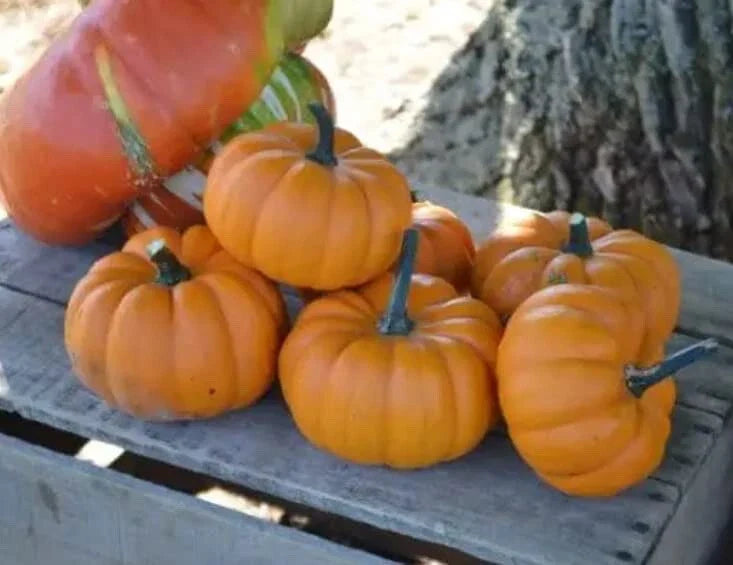 Orangita Pumpkin Seeds - 10 Count - Small Orange Pumpkins (Cucurbita pepo) for Planting