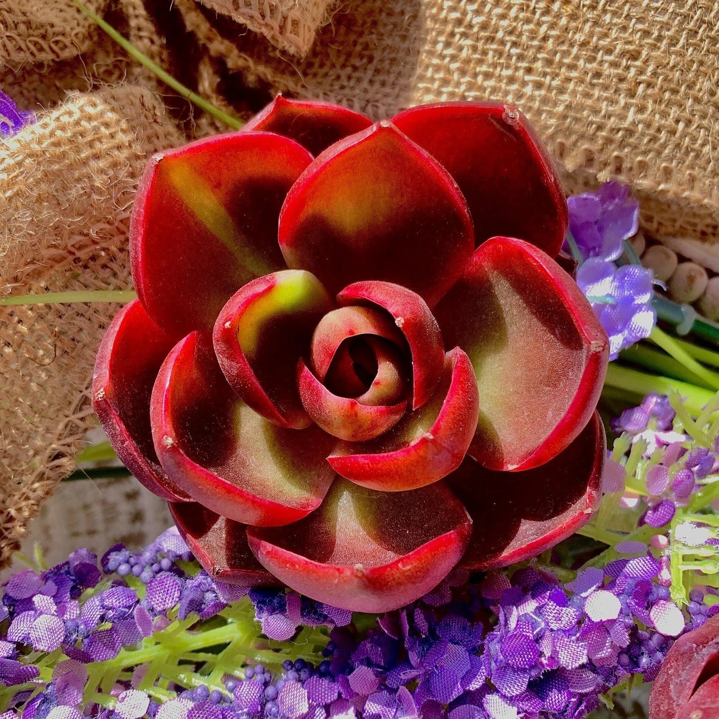 Live Succulent Plant - Bare Root 'Red Light' for Office, Wedding, Home Decor - Ideal Indoor Houseplant