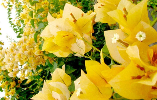 Gold Bougainvillea Small Well Rooted Starter Plant, Rare & Hard to Find, Bougainvillea glabra