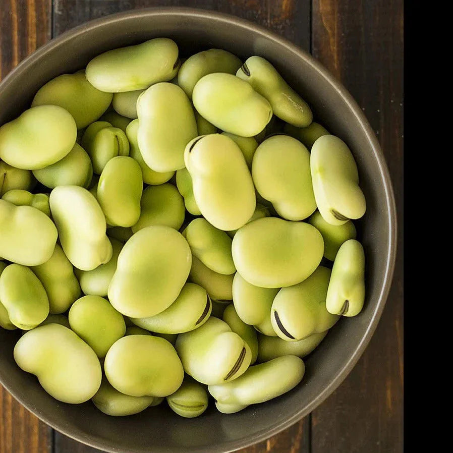 Aquadulce Fava Bean Seeds - 20+ Count - Cover Crop Seeds for Planting - Vicia faba